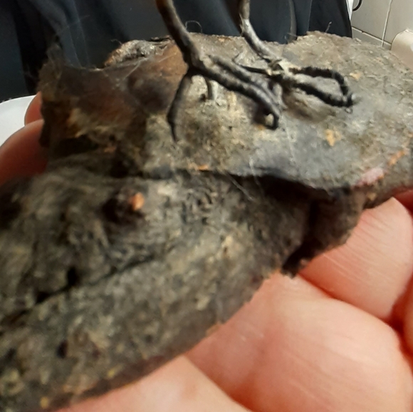 Vintage/Antique Cardinal Hand Carved & Painted Wood - Picture 8 of 13